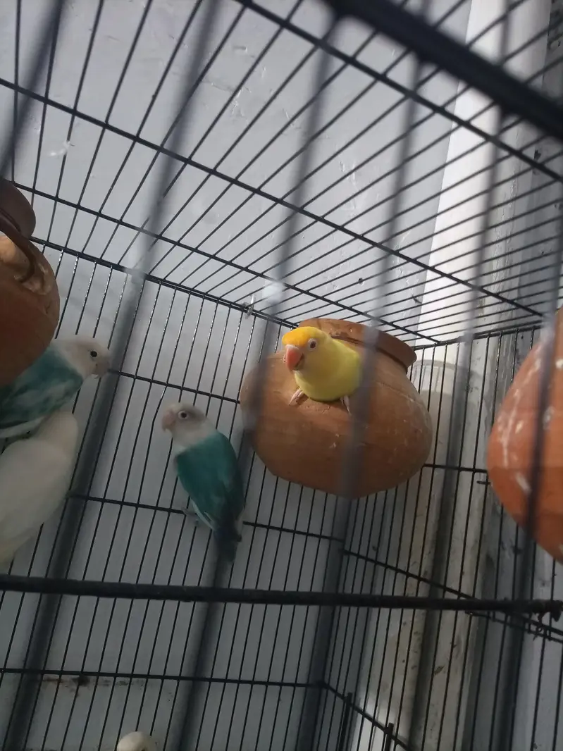 Albino and creamano and lutino pairs and 1 pair of green parrot — photo 6