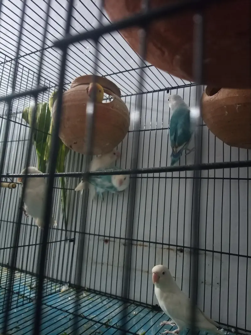 Albino and creamano and lutino pairs and 1 pair of green parrot — photo 7