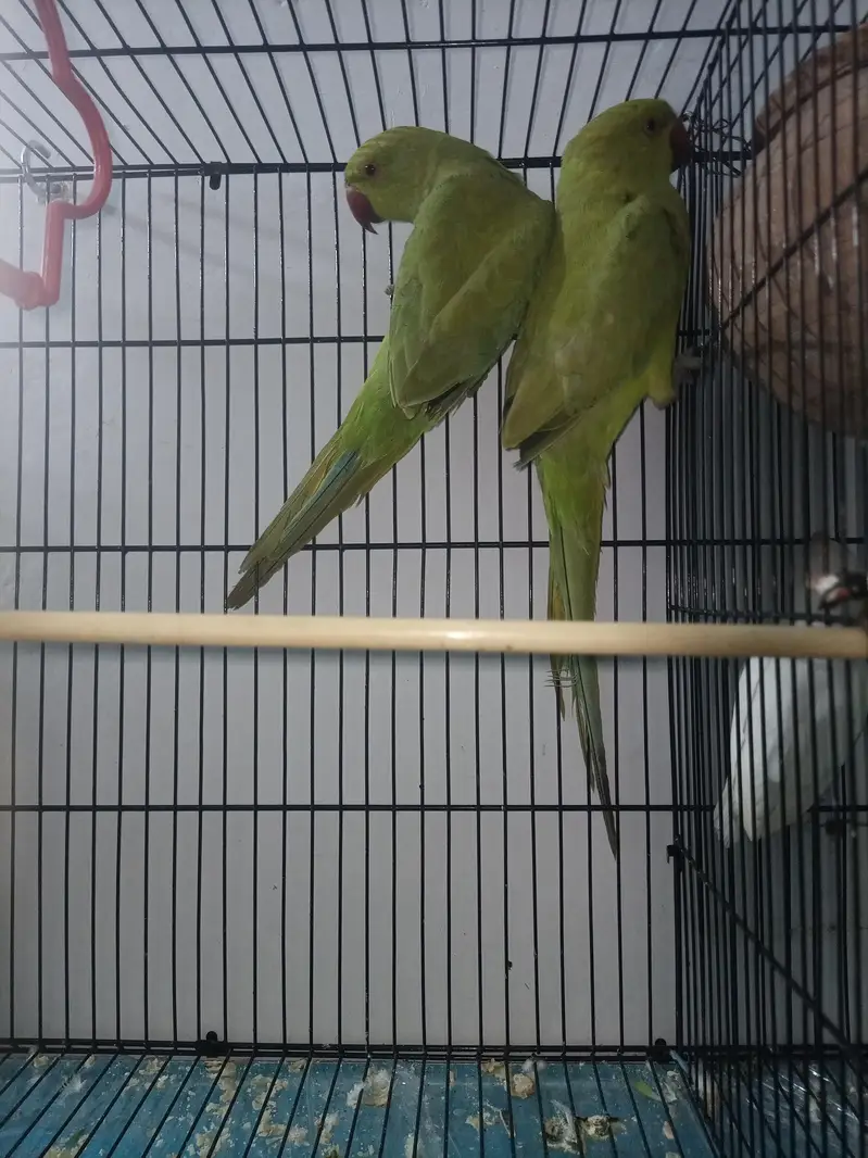 Albino and creamano and lutino pairs and 1 pair of green parrot — photo 8