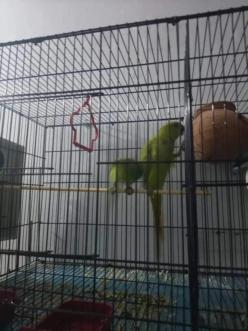 Albino and creamano and lutino pairs and 1 pair of green parrot — photo 9