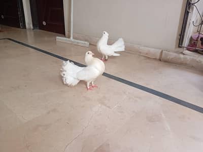 pair of Laka with children