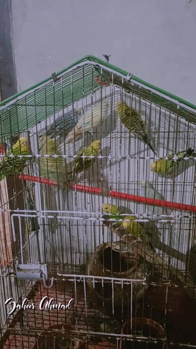 birds