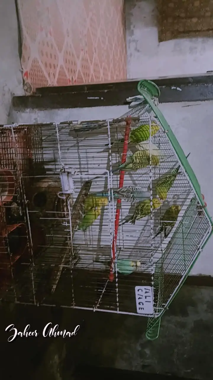 birds — photo 2