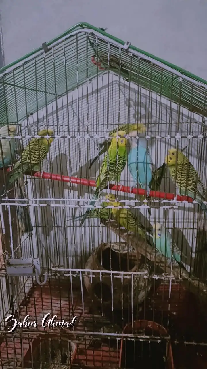 birds — photo 3