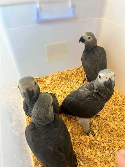 African grey parrot chicks for sale 0309/8424/950
