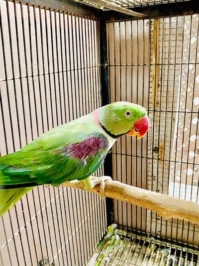 Raw Breeder male