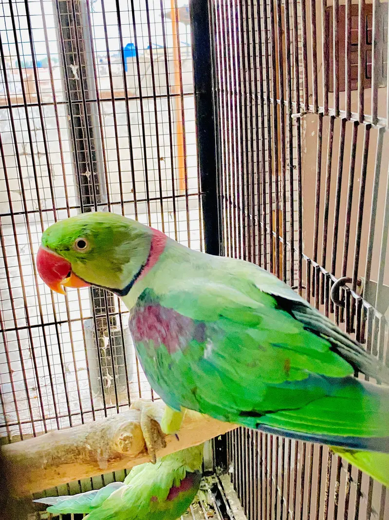 Raw Breeder male — photo 3