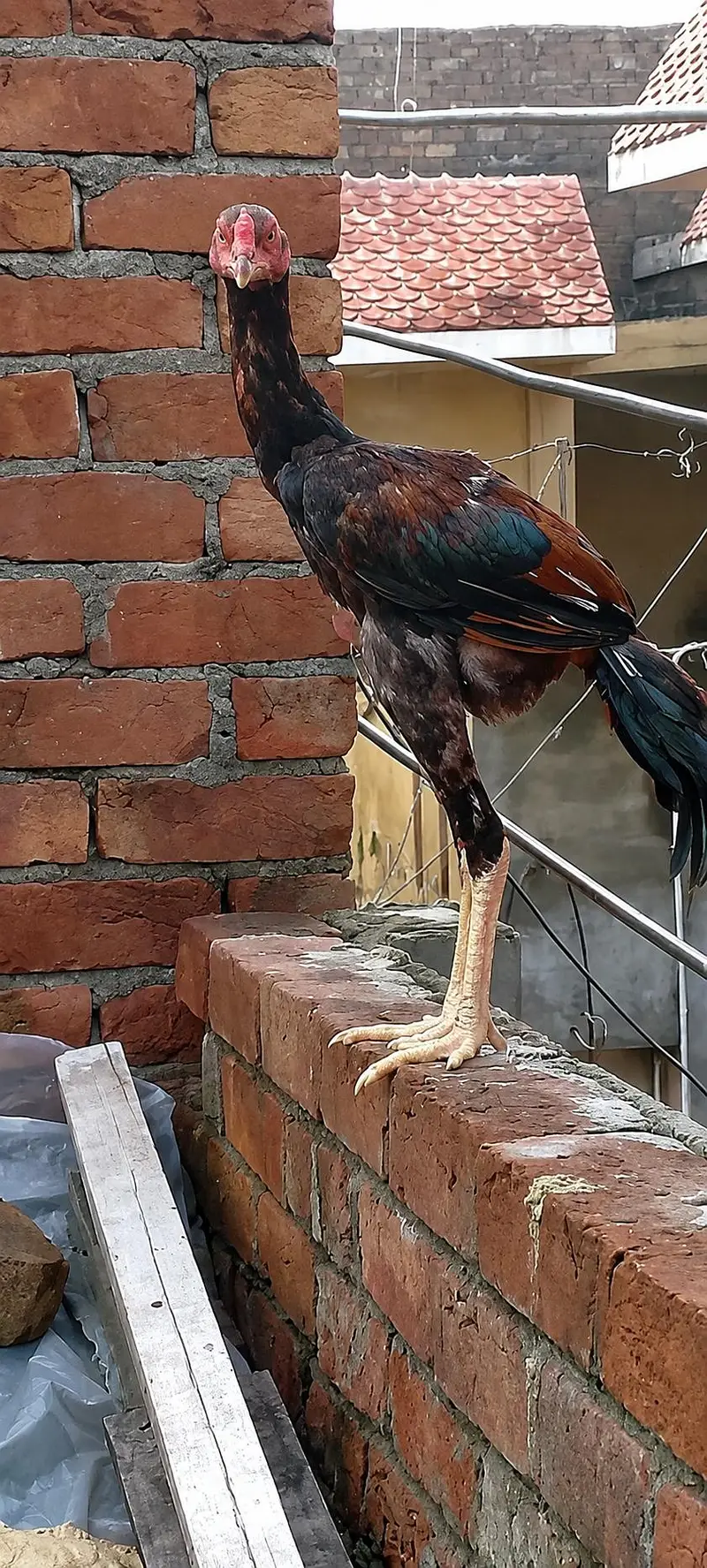 aseel pattha king size — photo 6