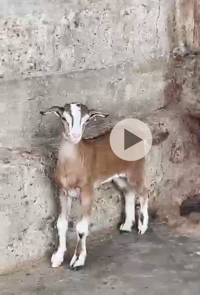 Teddy point bacha for sale