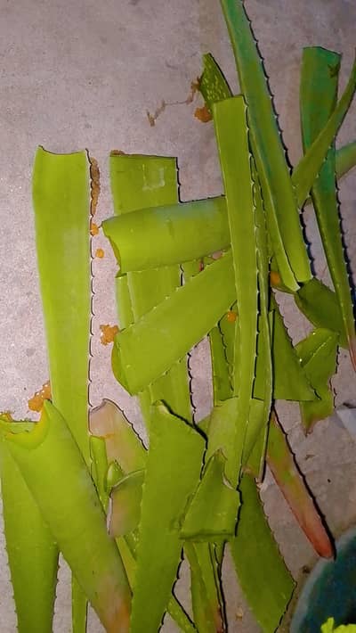 Alowera jell original Box