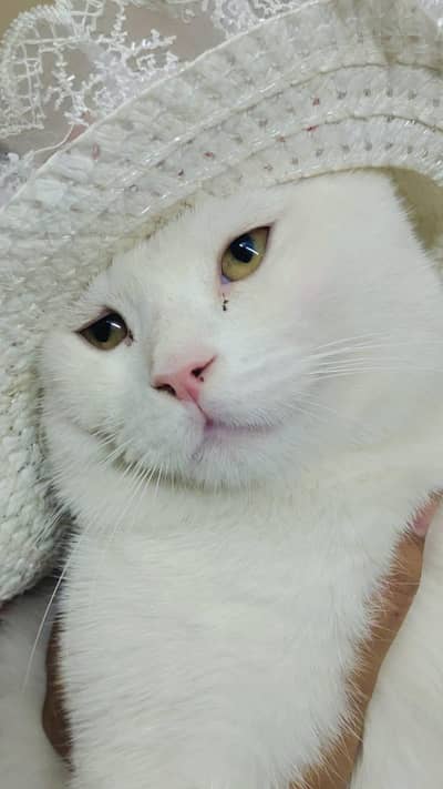 Russian cat