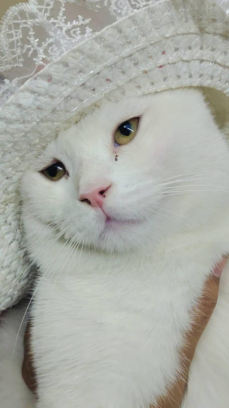 Russian cat 0