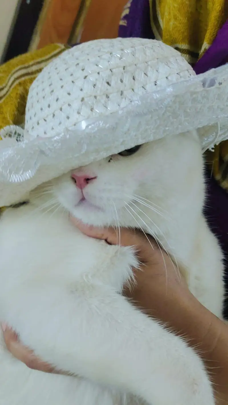 Russian cat — photo 2