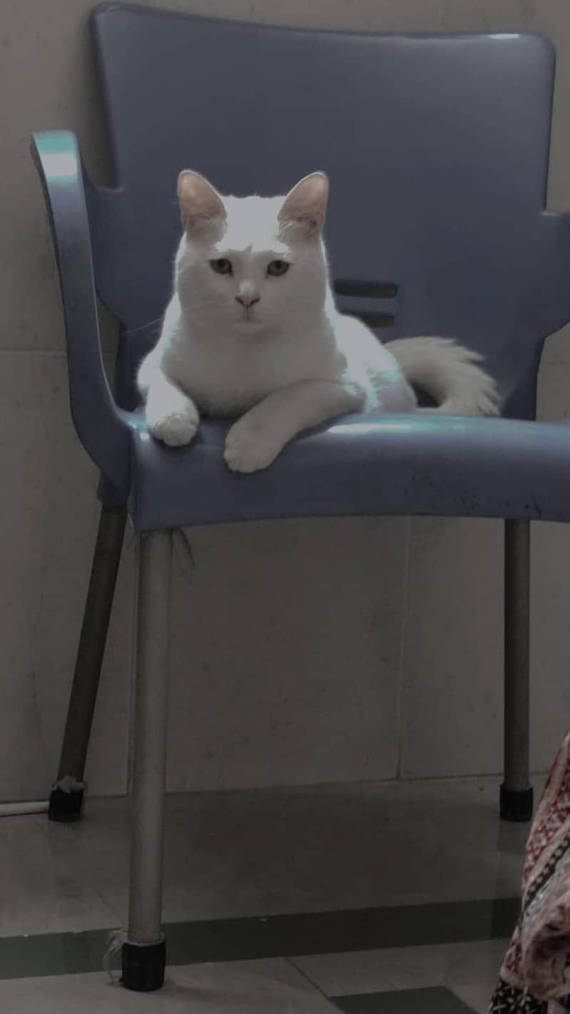 Russian cat 2