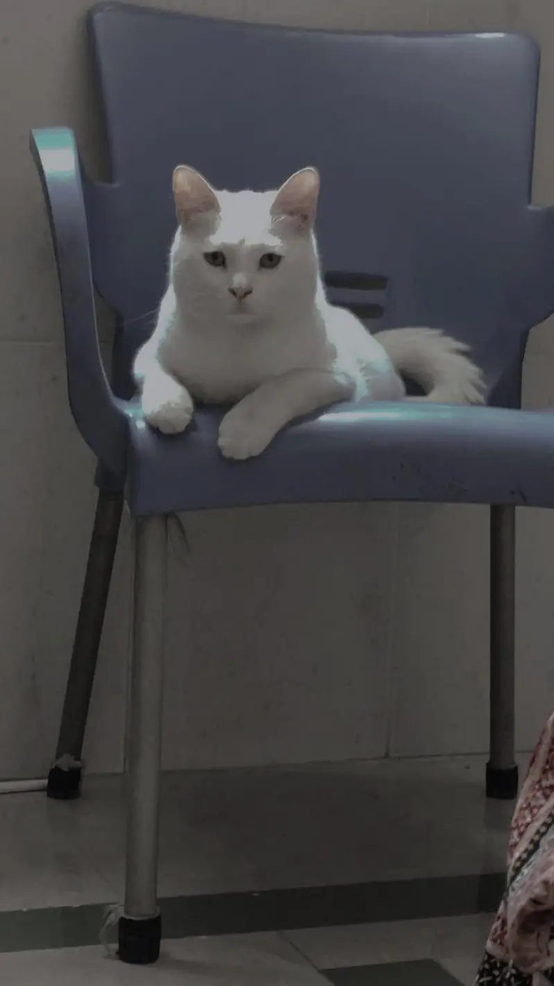 Russian cat — photo 3