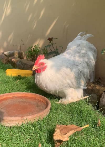 lavender bantam breeder pair color sale laying pair show class pair