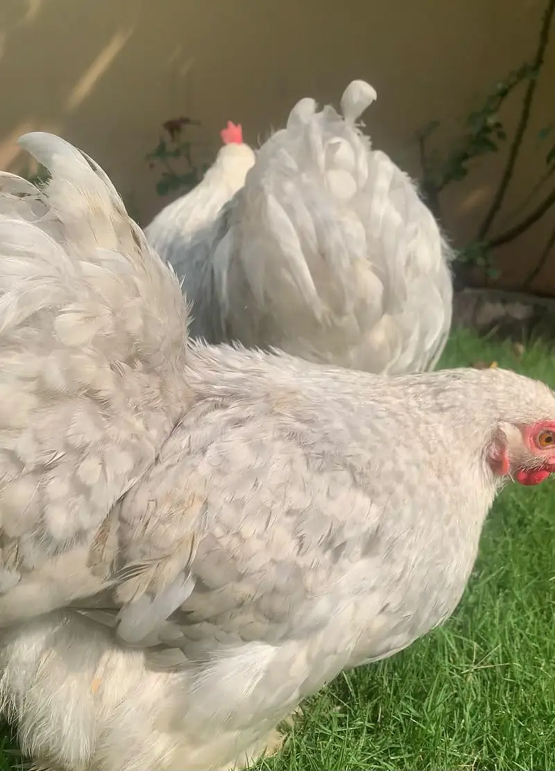 lavender bantam breeder pair color sale laying pair show class pair — photo 2