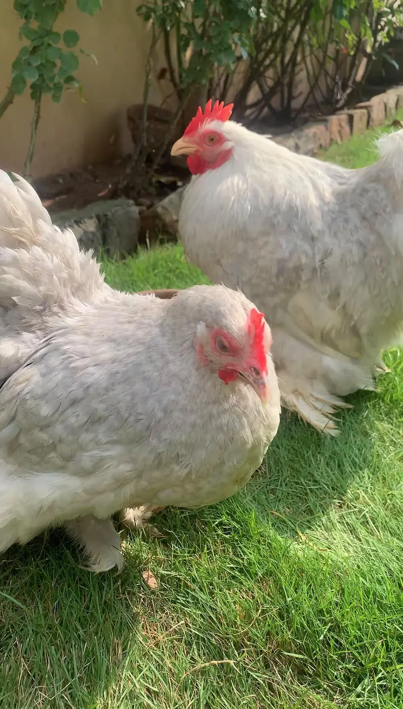 lavender bantam breeder pair color sale laying pair show class pair — photo 3