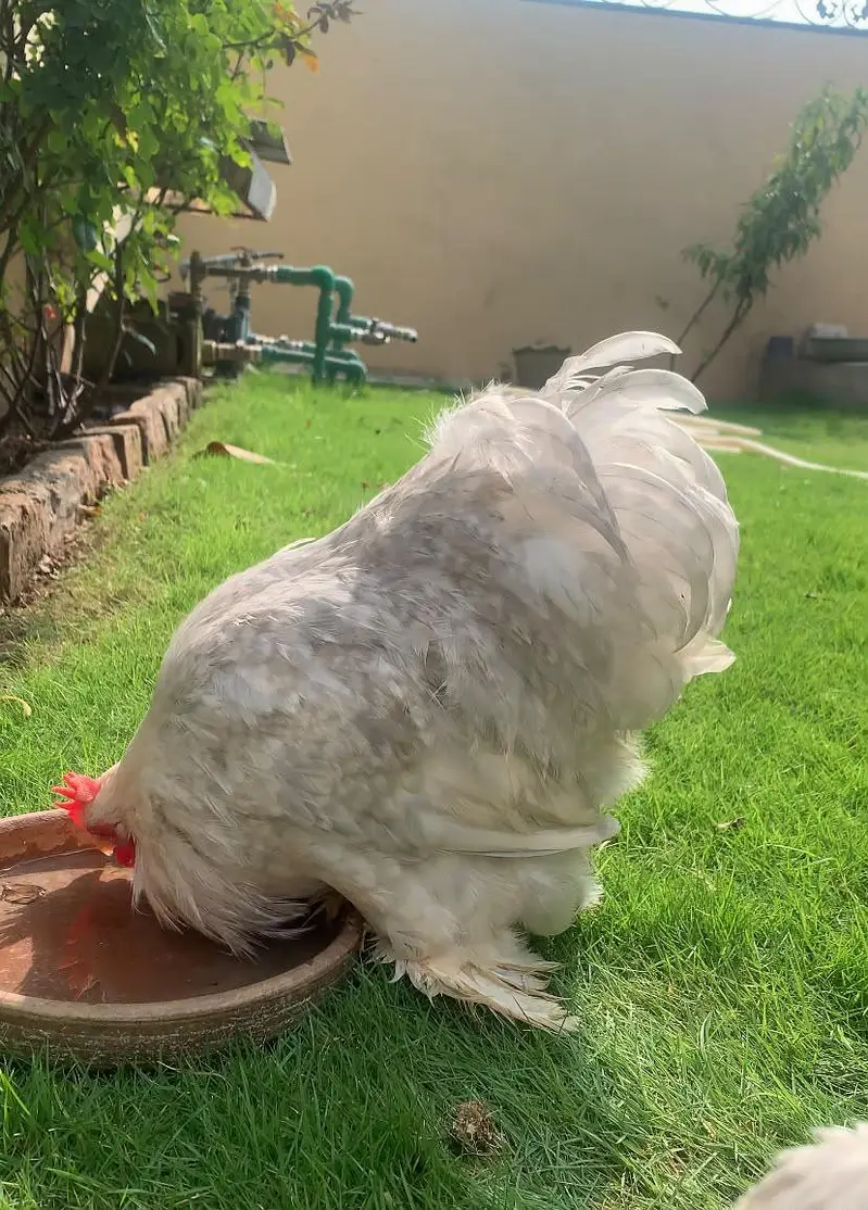 lavender bantam breeder pair color sale laying pair show class pair — photo 4