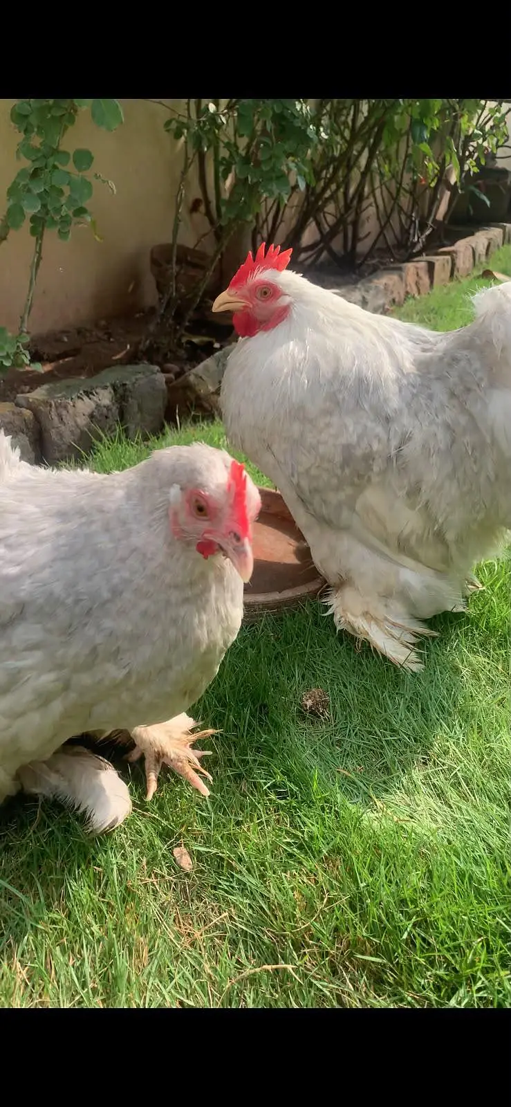 lavender bantam breeder pair color sale laying pair show class pair — photo 5