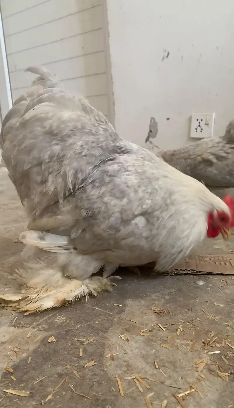 lavender bantam breeder pair color sale laying pair show class pair — photo 6