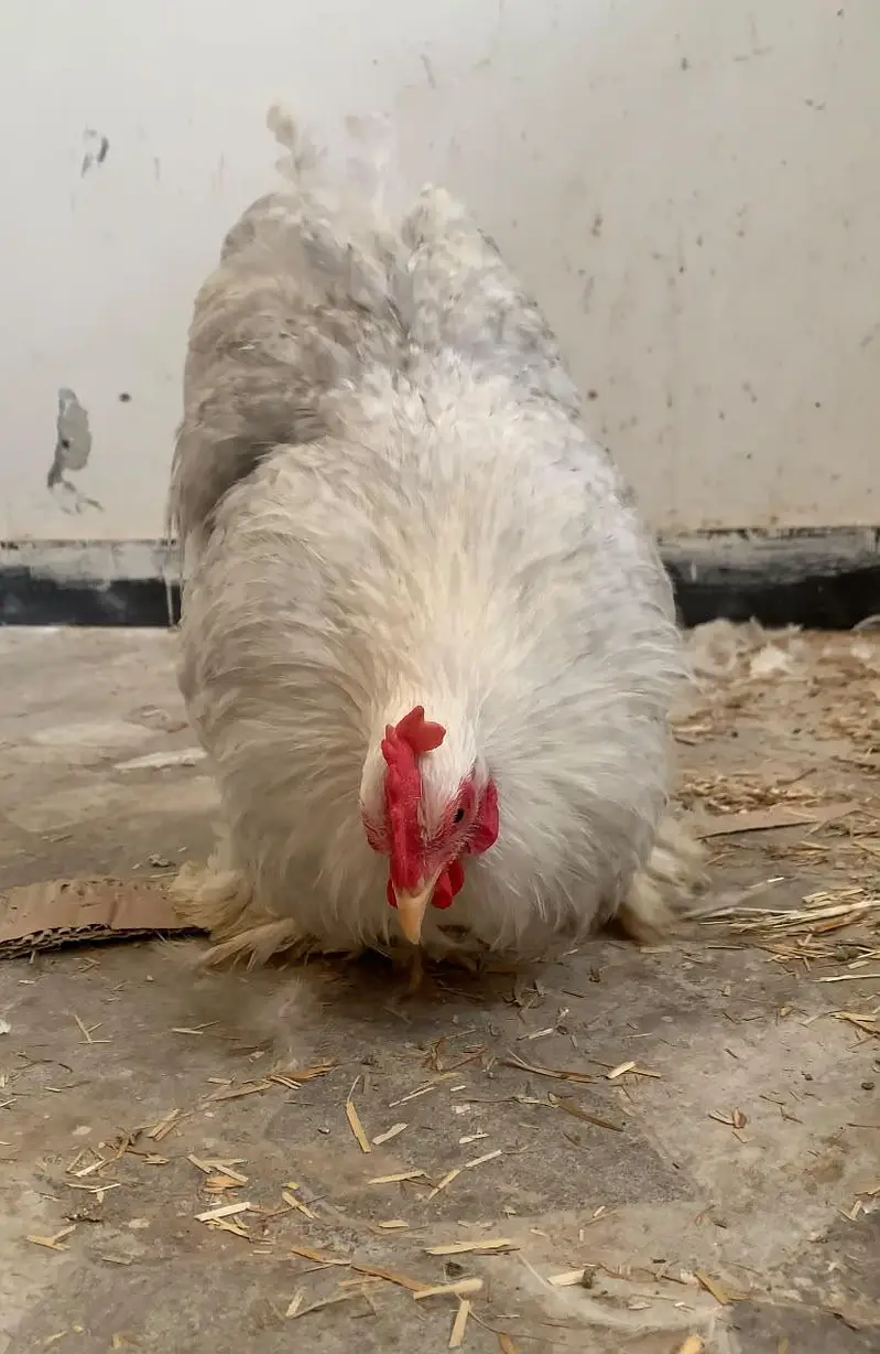 lavender bantam breeder pair color sale laying pair show class pair — photo 7