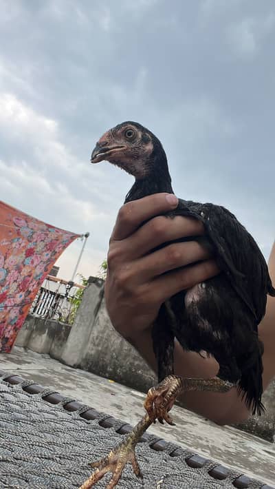 Golden Misri Hens - 3 Months - Rs 2000