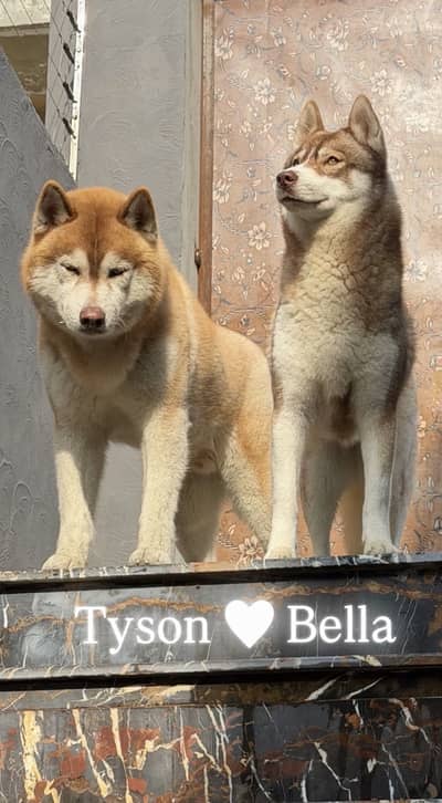 Rare Agouti Siberian Husky Female – Breeding Female