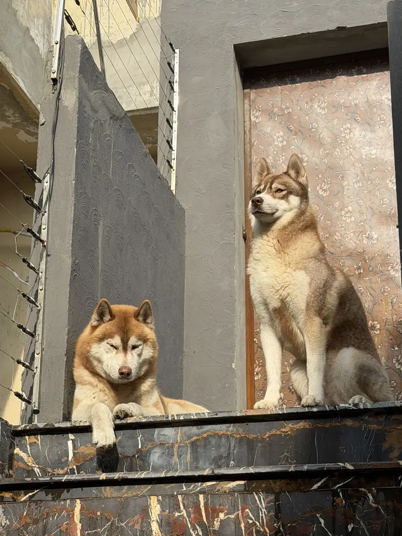 Rare Agouti Siberian Husky Female – Breeding Female — photo 2