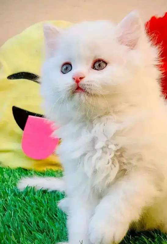 pure Parisian healthy and active kitten for sale — photo 3