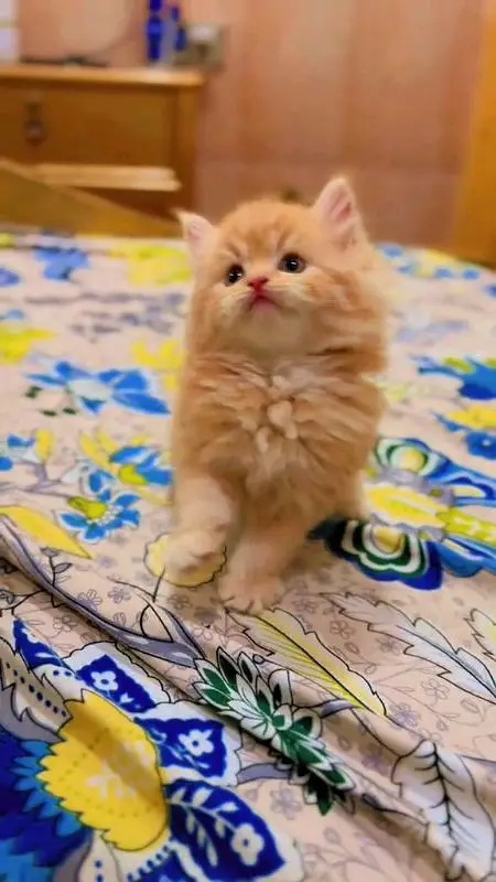 pure Parisian healthy and active kitten for sale — photo 4