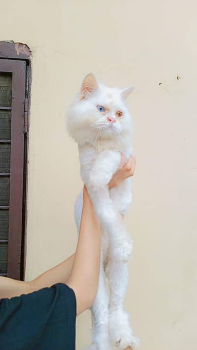 cute od eyes whatsapp 03013115375