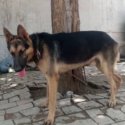 I'm Urgently selling German shepherd Dog
