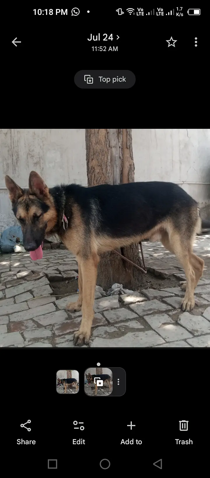 I'm Urgently selling German shepherd Dog — photo 2