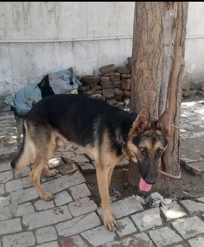 I'm Urgently selling German shepherd Dog — photo 3