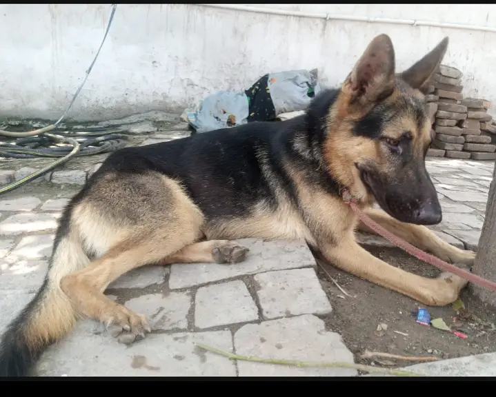 I'm Urgently selling German shepherd Dog — photo 4
