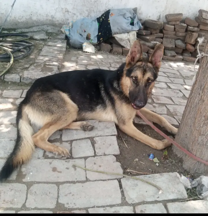 I'm Urgently selling German shepherd Dog — photo 5