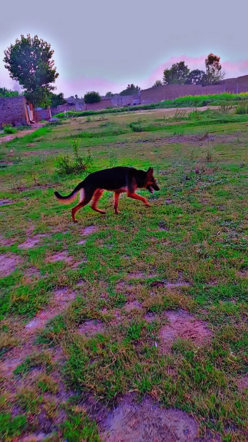 I'm Urgently selling German shepherd Dog — photo 6