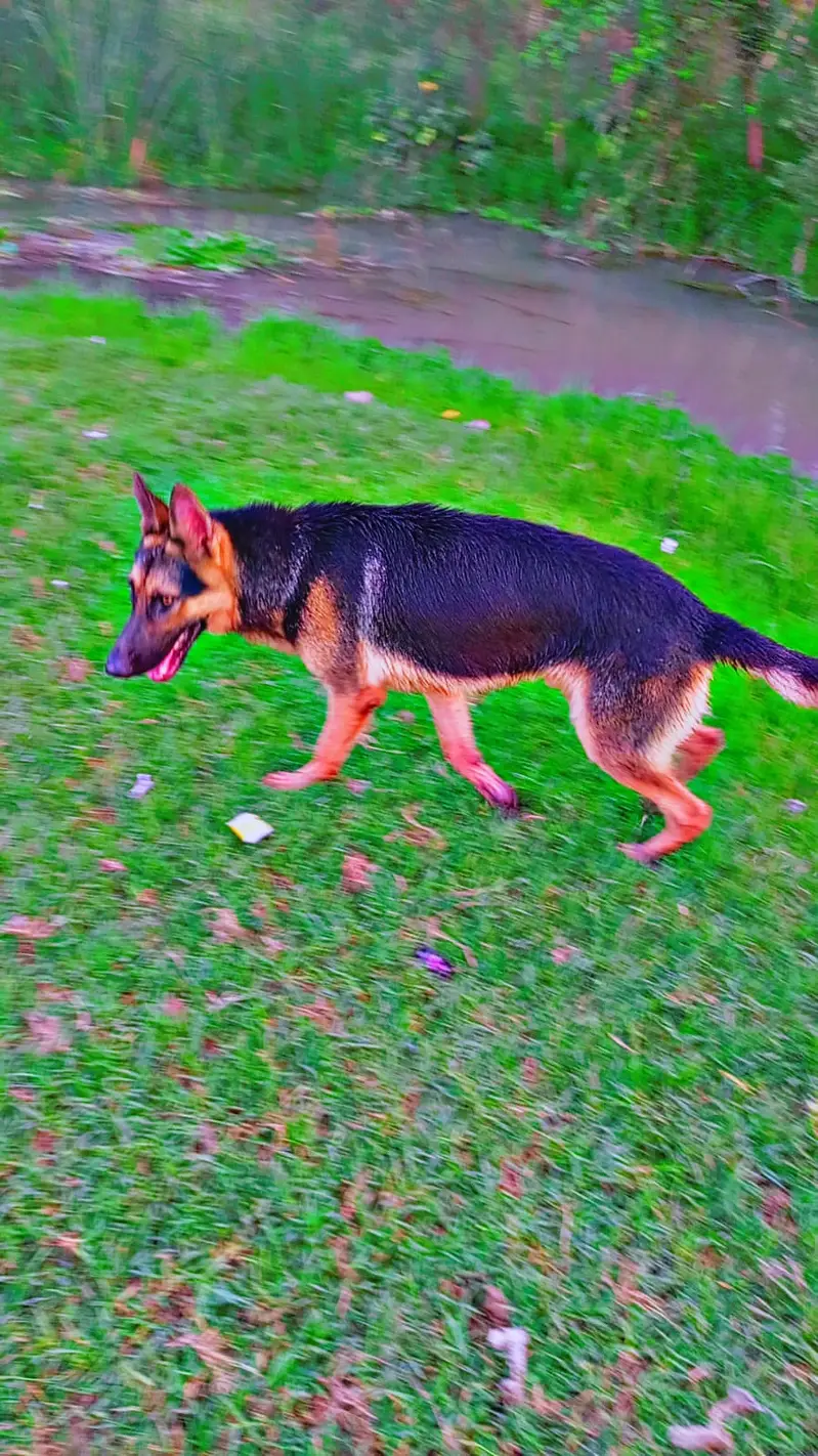 I'm Urgently selling German shepherd Dog — photo 7