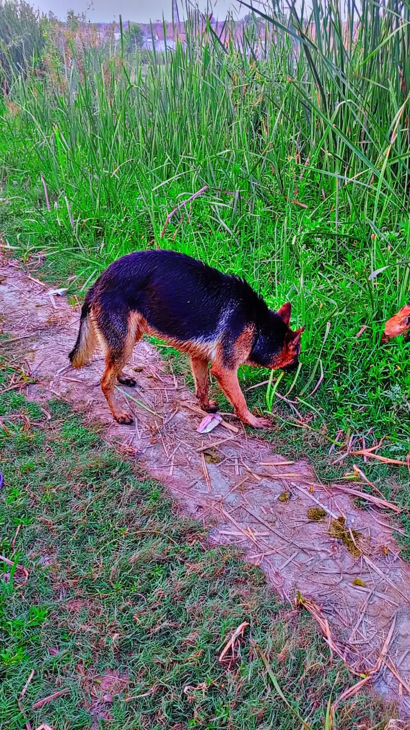 I'm Urgently selling German shepherd Dog — photo 8