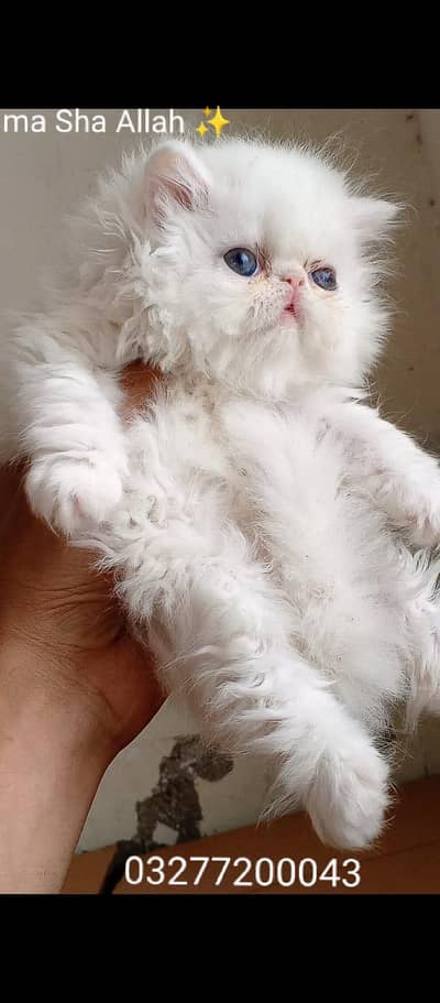 CFA bloodline pure peki face tripple coated import quality kitten