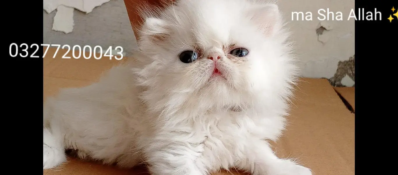 CFA bloodline pure peki face tripple coated import quality kitten — photo 2