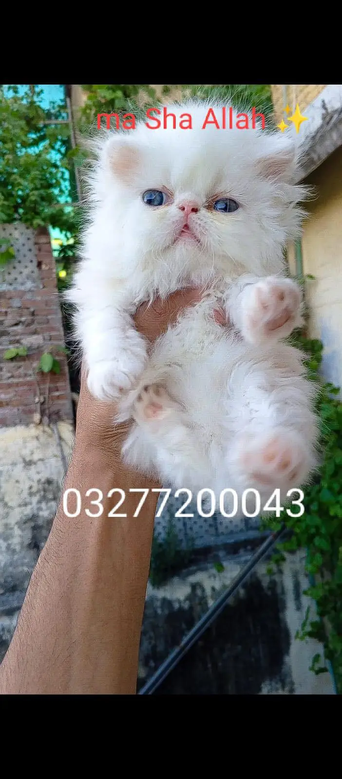 CFA bloodline pure peki face tripple coated import quality kitten — photo 3
