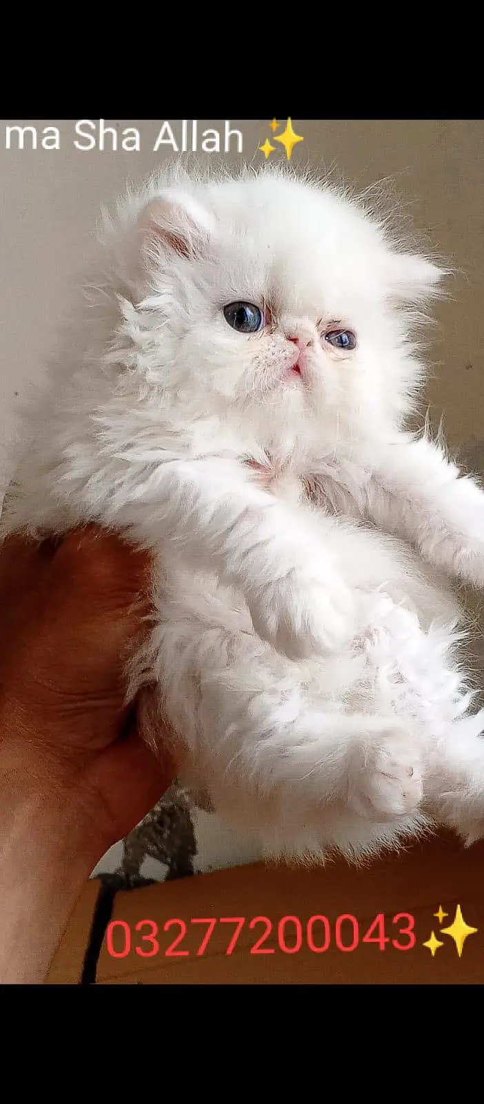 CFA bloodline pure peki face tripple coated import quality kitten — photo 4