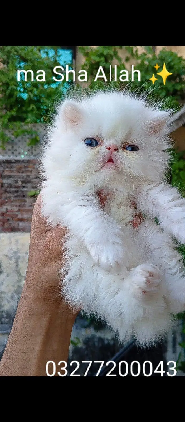 CFA bloodline pure peki face tripple coated import quality kitten — photo 5