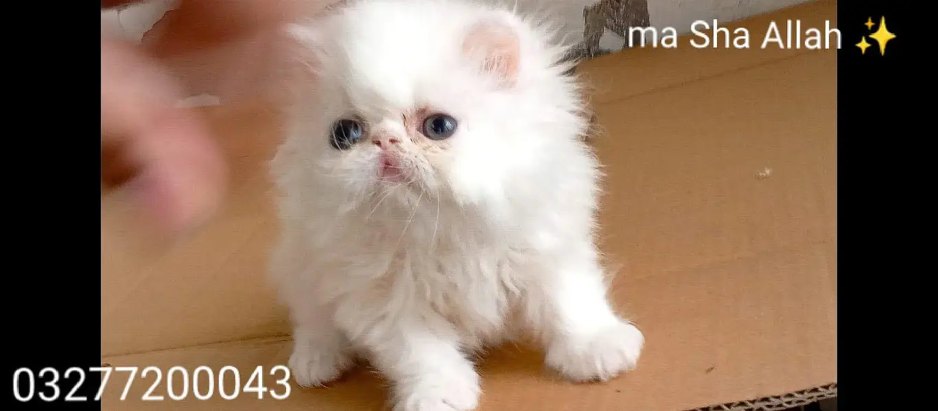 CFA bloodline pure peki face tripple coated import quality kitten — photo 6