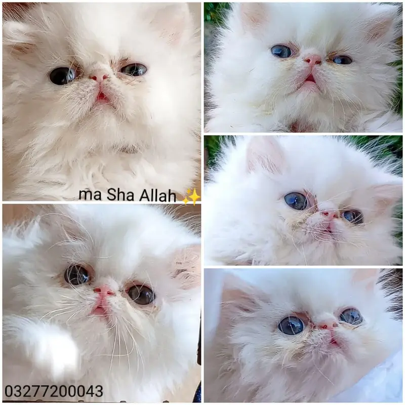 CFA bloodline pure peki face tripple coated import quality kitten — photo 7