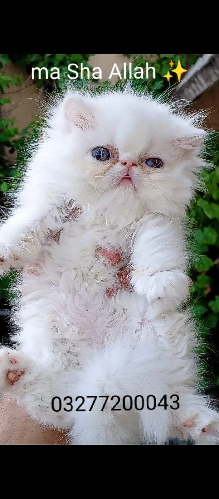 CFA bloodline pure peki face tripple coated import quality kitten — photo 11