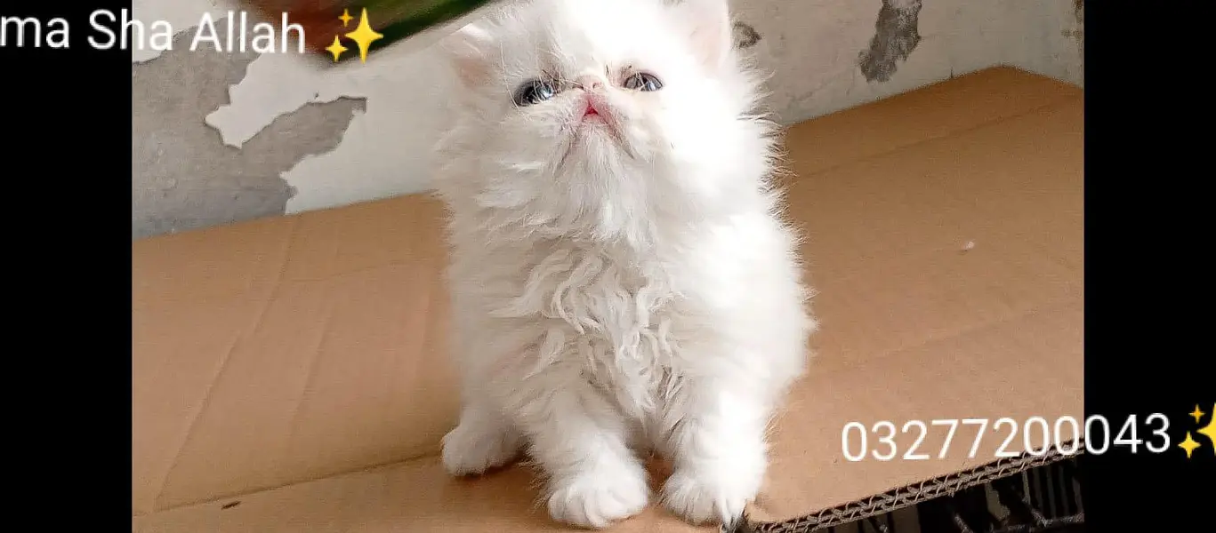 CFA bloodline pure peki face tripple coated import quality kitten — photo 12
