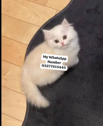 Persion Cat 2 month age for sale